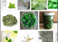 lemon-balm-lemon-balm-plant-lemon-balm-tea